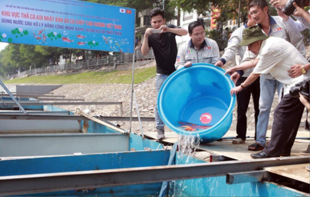 Thả cá ở nơi thí điểm làm sạch sông Tô Lịch Ảnh 1