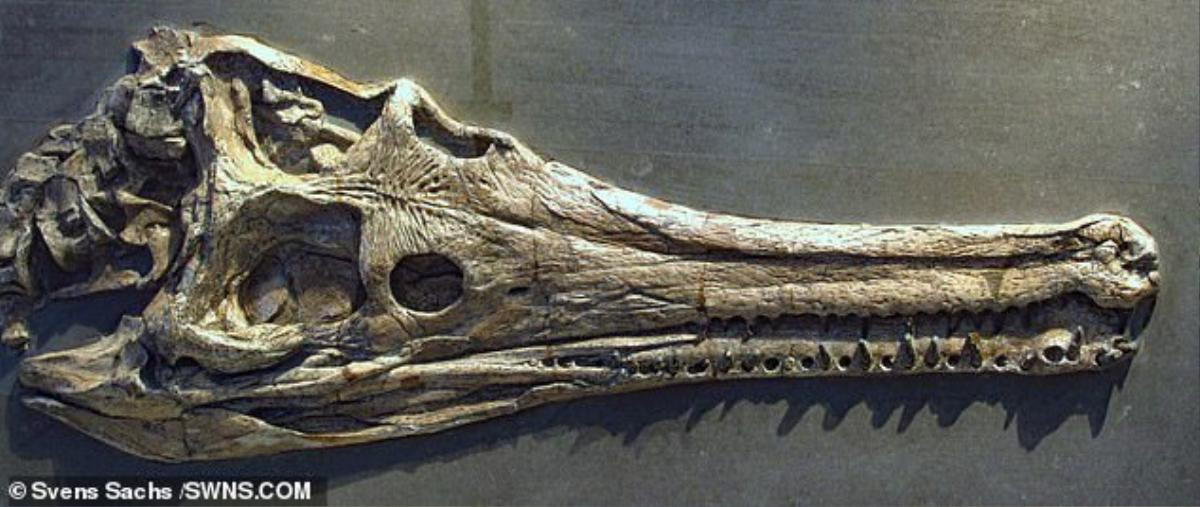 Mystriosaurus 2