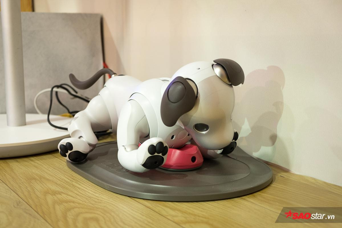 Chó robot Aibo