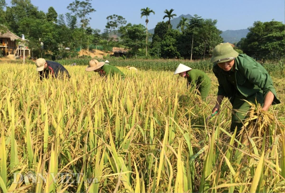 50 sỹ quan Công an Yên Bái 'mướt' mồ hôi gặt lúa giúp nông dân Ảnh 1