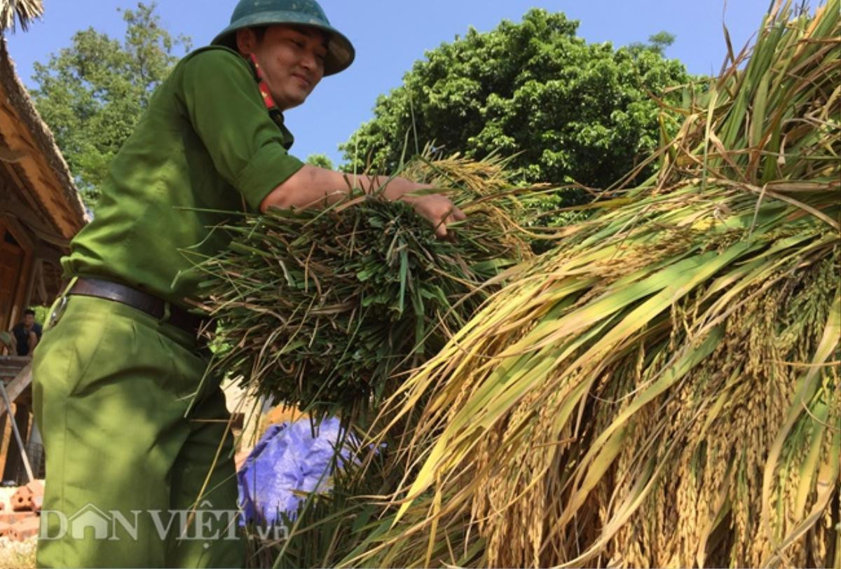 50 sỹ quan Công an Yên Bái 'mướt' mồ hôi gặt lúa giúp nông dân Ảnh 3