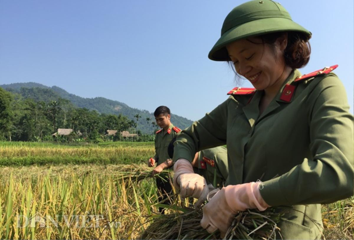 50 sỹ quan Công an Yên Bái 'mướt' mồ hôi gặt lúa giúp nông dân Ảnh 5