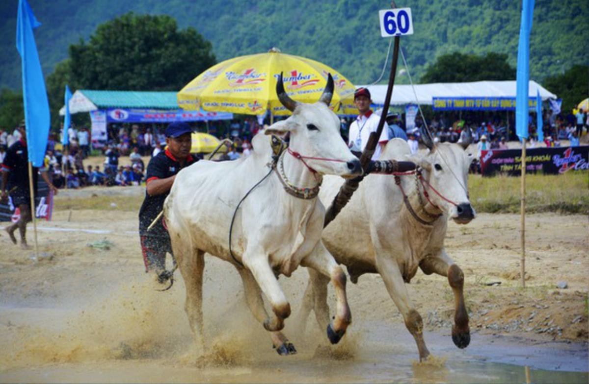 Có gì bên trong Hội đua bò Bảy Núi khiến 2 vạn người đội nắng đến xem? Ảnh 3