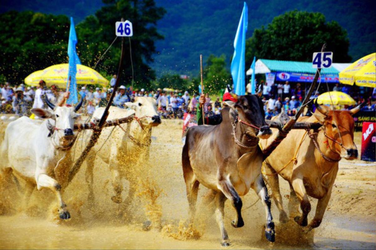 Có gì bên trong Hội đua bò Bảy Núi khiến 2 vạn người đội nắng đến xem? Ảnh 5