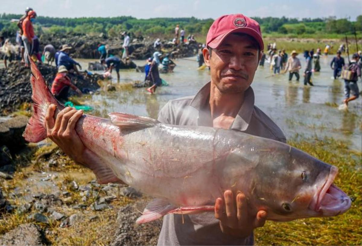 Người dân đổ xô bắt cá ở đập thủy điện Trị An Ảnh 3