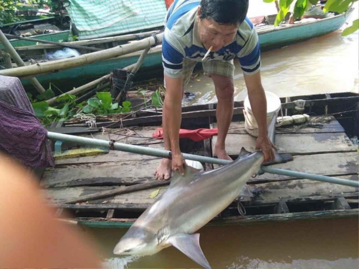 Ngư dân miền Tây thả câu trúng loài cá lạ, nghi là cá mập nước ngọt Ảnh 1