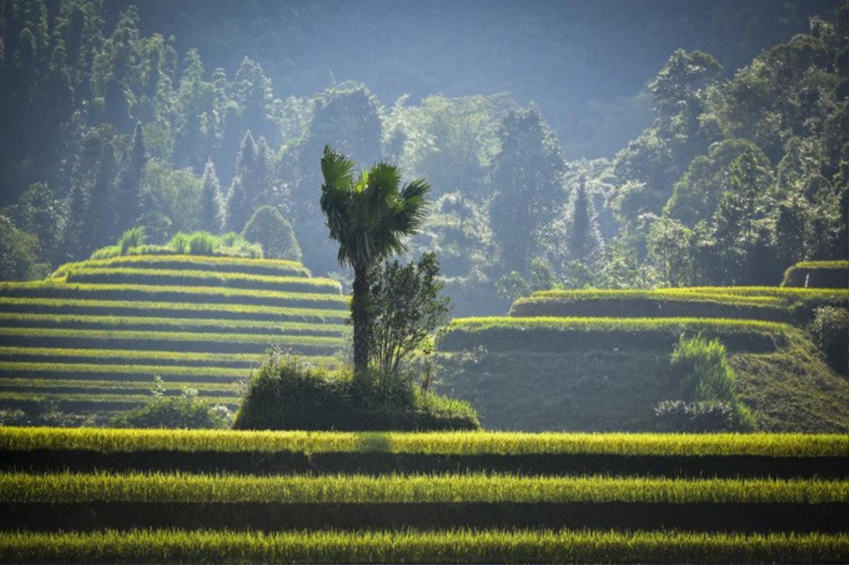 Những 'nấc thang lên trời' ở Hoàng Su Phì Ảnh 4