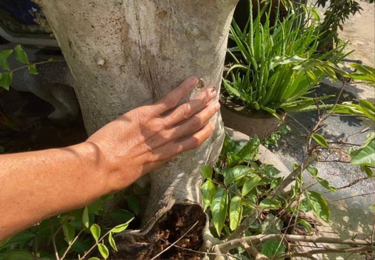 Quảng Ngãi: Độc đáo đàn ong rú khoét ruột cây cảnh bé tẹo để làm tổ Ảnh 3