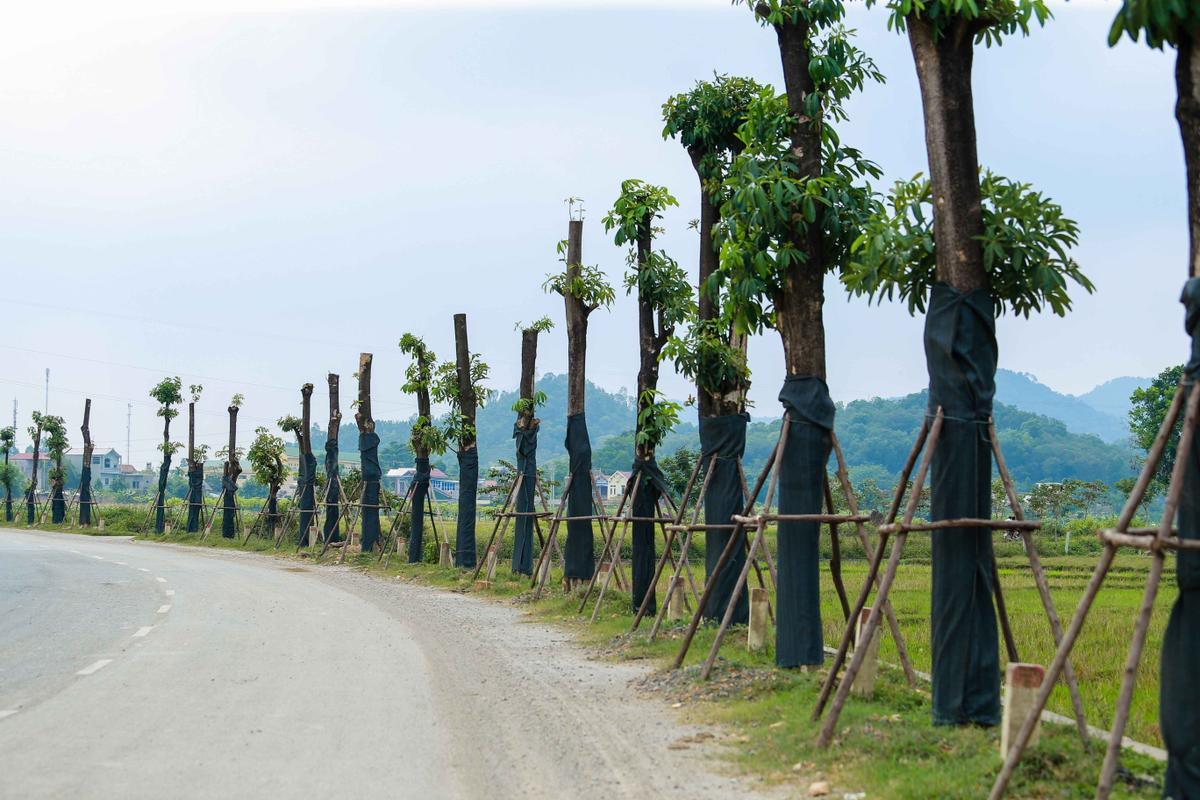 Gần 100 cây hoa sữa di cư từ Hồ Tây ra bãi rác Nam Sơn đã đâm chồi nảy lộc, bung hoa ‘khử’ mùi hôi thối Ảnh 1