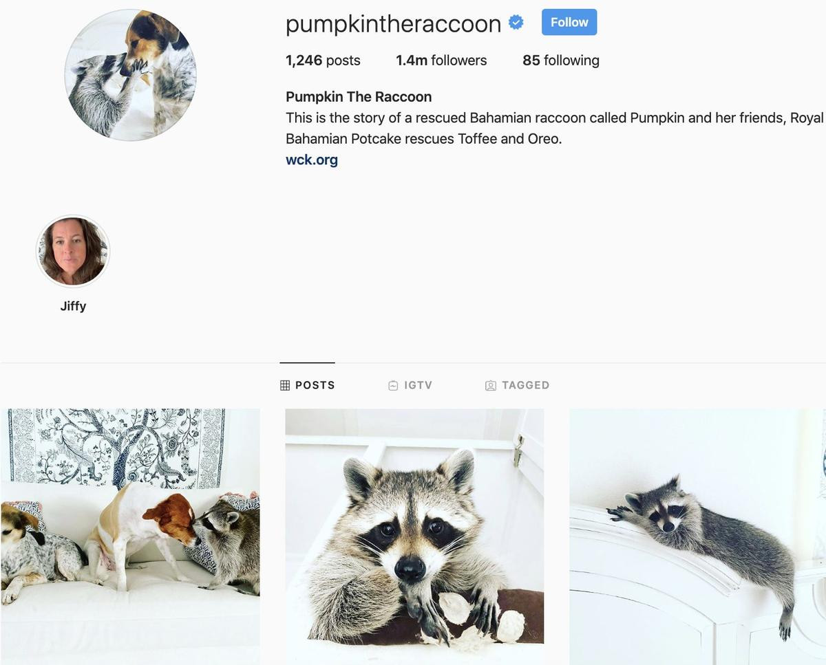 Pumpkin The Raccoon Instagram