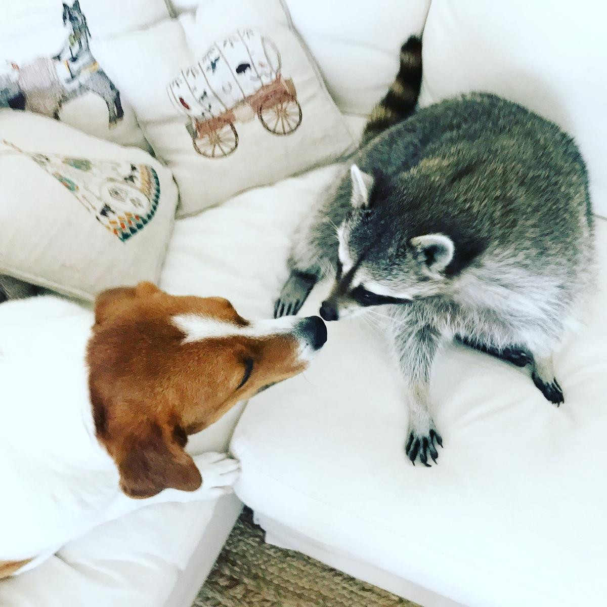 Pumpkin The Raccoon Instagram