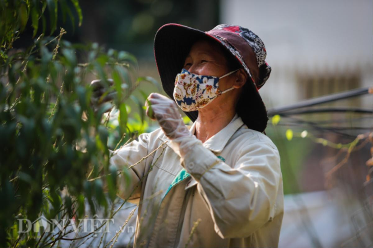 Nông dân Nhật Tân tất bật chăm đào tuốt lá đón Tết 2020 Ảnh 5