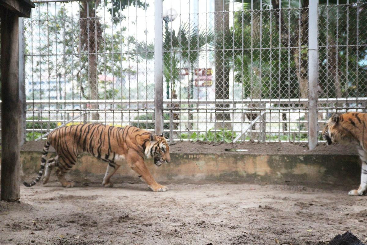 Nuôi mãnh thú giữa lòng Hà Nội: Mắc màn ngủ cùng hổ, ngày ngày trò chuyện bắt rận cho sư tử Ảnh 2