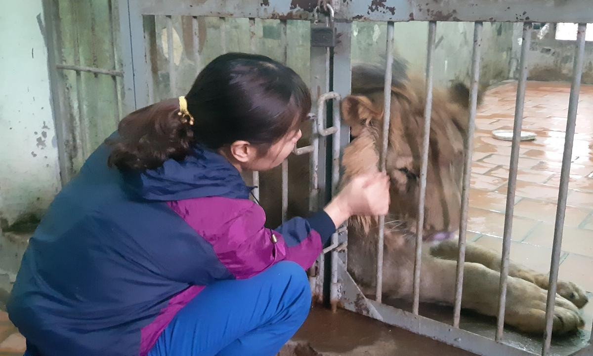 Nuôi mãnh thú giữa lòng Hà Nội: Mắc màn ngủ cùng hổ, ngày ngày trò chuyện bắt rận cho sư tử Ảnh 10