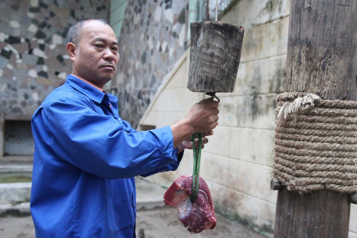 Nuôi mãnh thú giữa lòng Hà Nội: Mắc màn ngủ cùng hổ, ngày ngày trò chuyện bắt rận cho sư tử Ảnh 13