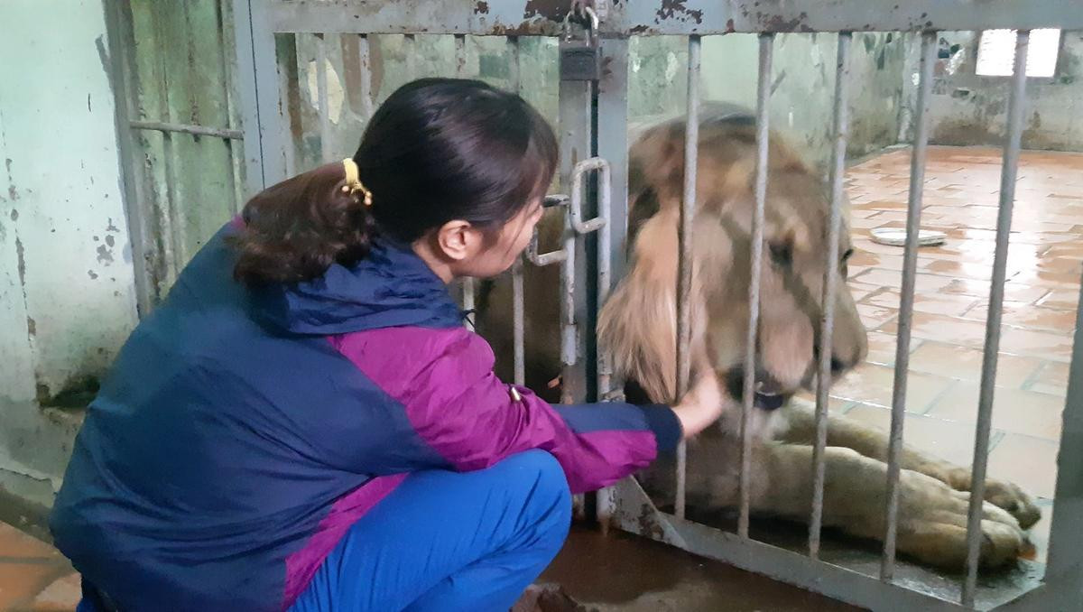 Nuôi mãnh thú giữa lòng Hà Nội: Mắc màn ngủ cùng hổ, ngày ngày trò chuyện bắt rận cho sư tử Ảnh 9