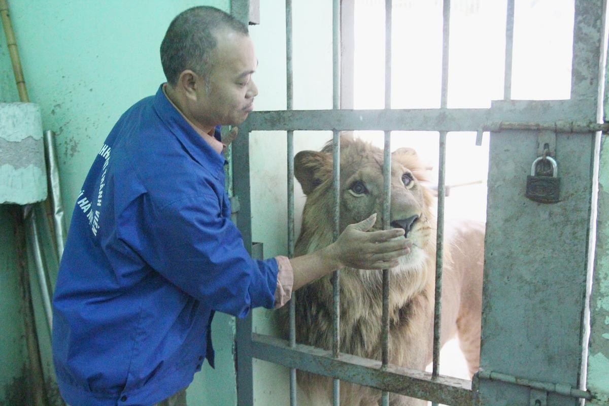 Nuôi mãnh thú giữa lòng Hà Nội: Mắc màn ngủ cùng hổ, ngày ngày trò chuyện bắt rận cho sư tử Ảnh 12