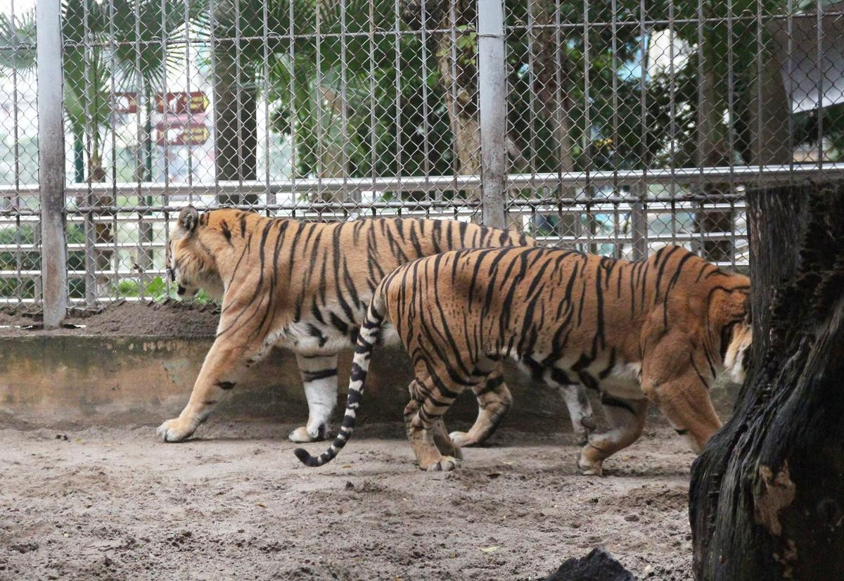 Nuôi mãnh thú giữa lòng Hà Nội: Mắc màn ngủ cùng hổ, ngày ngày trò chuyện bắt rận cho sư tử Ảnh 1