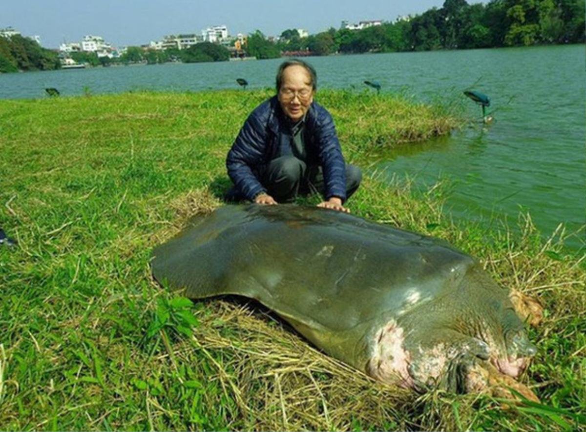 PGS Hà Đình Đức: ‘Rùa nặng hơn 10kg ở hồ Gươm là rùa núi nâu’ Ảnh 3