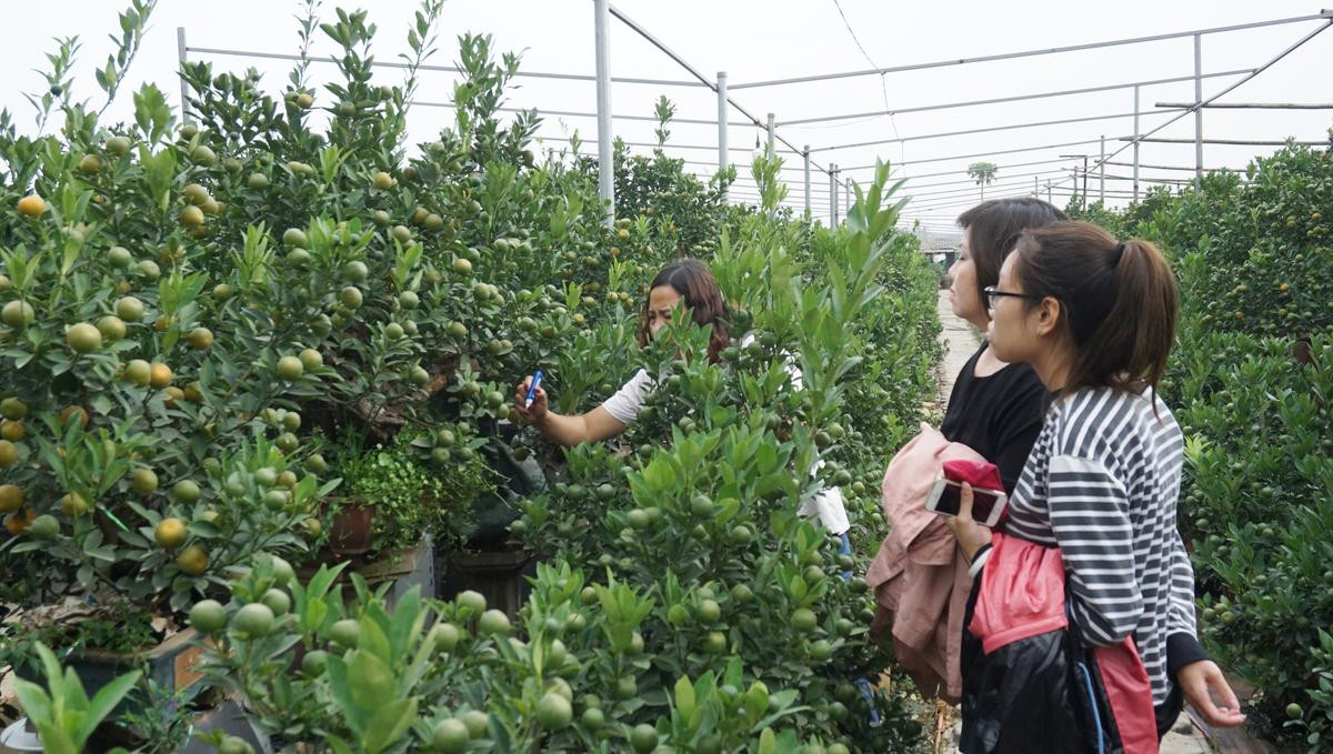 ‘Chuột vàng cõng quất bonsai’ hút khách, hốt bạc mùa Tết năm nay Ảnh 8