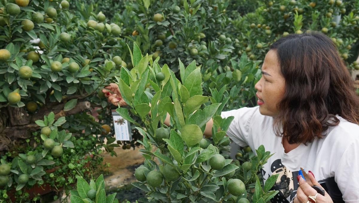 ‘Chuột vàng cõng quất bonsai’ hút khách, hốt bạc mùa Tết năm nay Ảnh 10