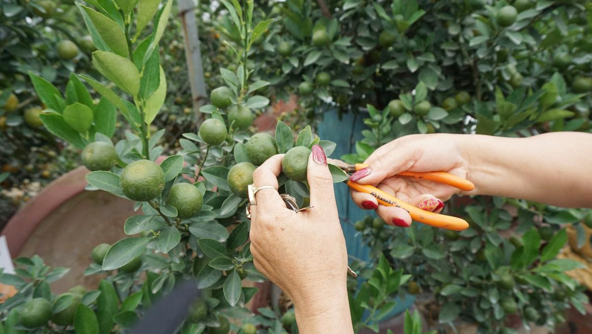 ‘Chuột vàng cõng quất bonsai’ hút khách, hốt bạc mùa Tết năm nay Ảnh 7