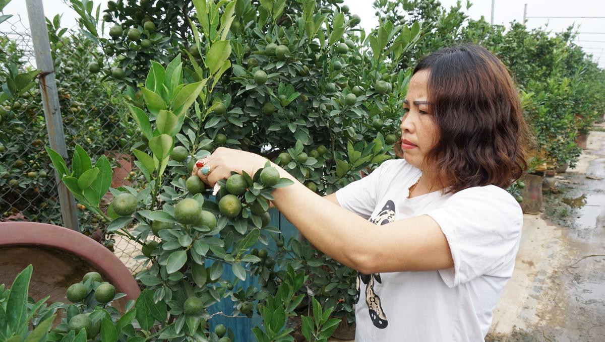 ‘Chuột vàng cõng quất bonsai’ hút khách, hốt bạc mùa Tết năm nay Ảnh 6