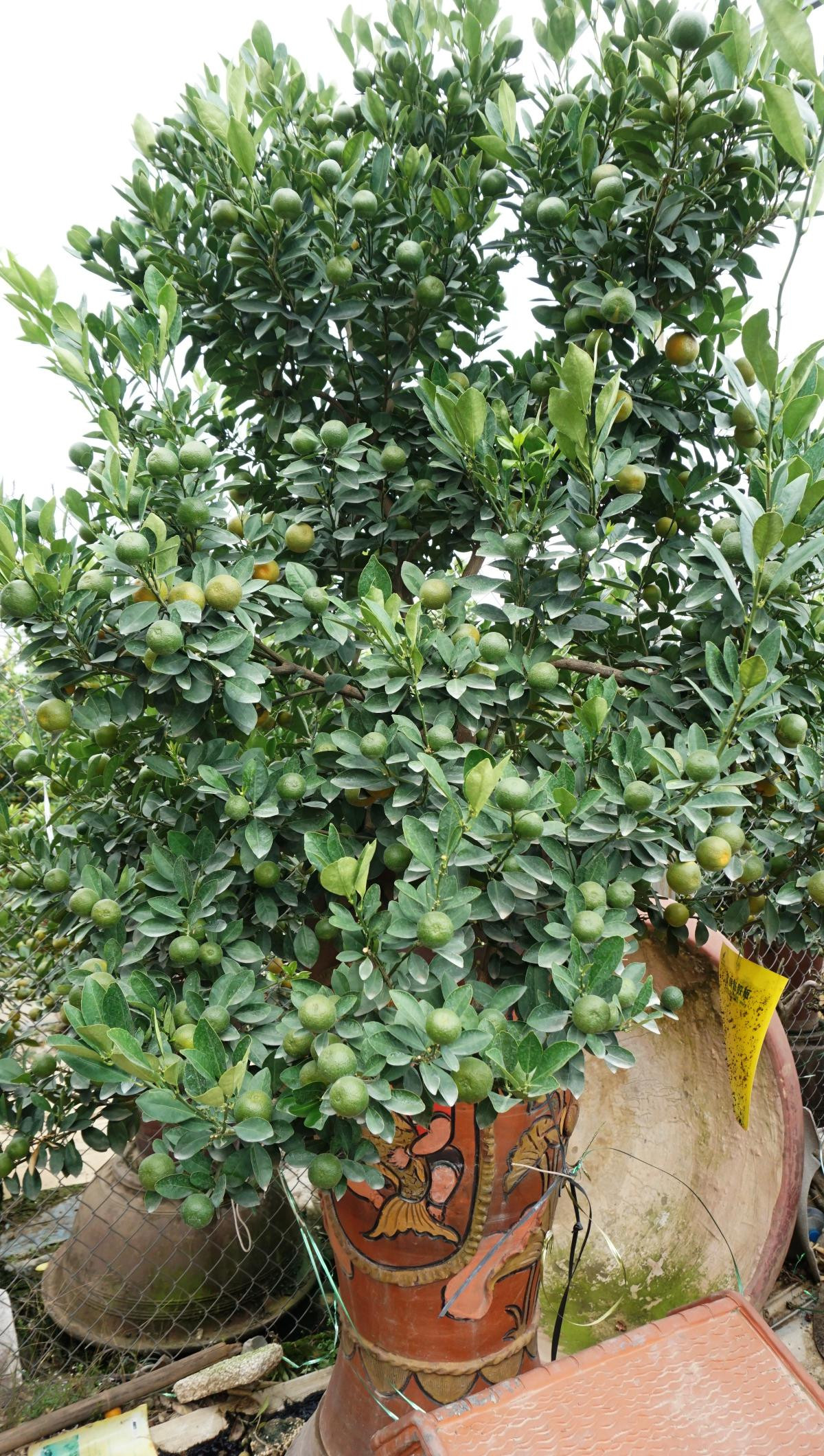 ‘Chuột vàng cõng quất bonsai’ hút khách, hốt bạc mùa Tết năm nay Ảnh 18