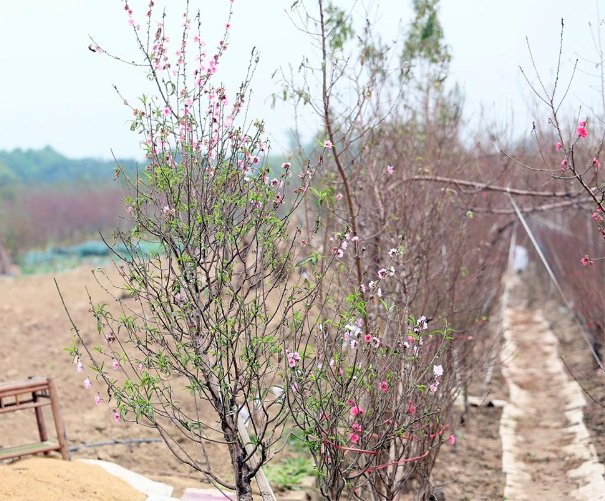 Cận cảnh đào Nhật Tân bung nở khoe sắc trên đường phố trước Tết, nhiều người Hà Nội thích thú Ảnh 3