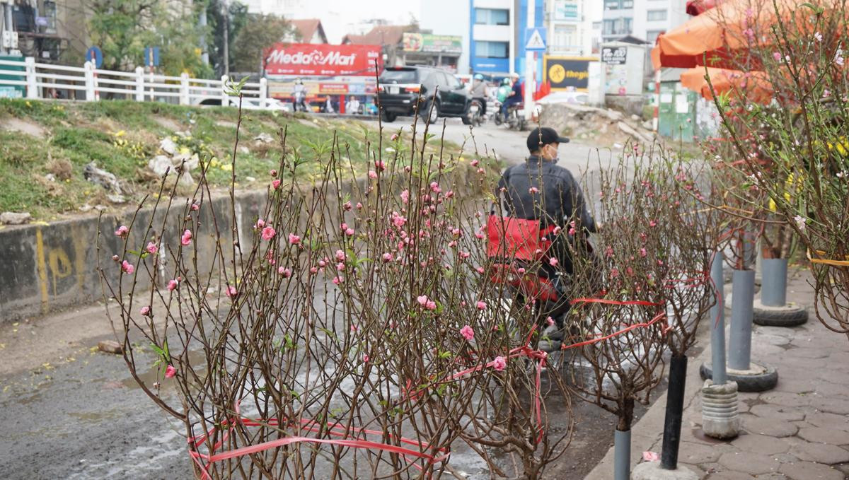 Cận cảnh đào Nhật Tân bung nở khoe sắc trên đường phố trước Tết, nhiều người Hà Nội thích thú Ảnh 5