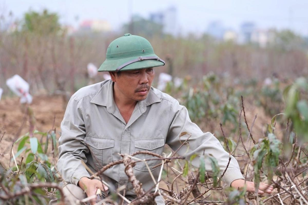 Nghệ nhân hơn 30 năm trồng đào Thất thốn ‘tiến vua’ ở Hà Nội: ‘Chưa bao giờ thời tiết khắc nghiệt đào chết nhiều như năm nay’ Ảnh 8