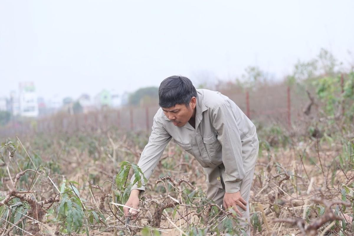 Nghệ nhân hơn 30 năm trồng đào Thất thốn ‘tiến vua’ ở Hà Nội: ‘Chưa bao giờ thời tiết khắc nghiệt đào chết nhiều như năm nay’ Ảnh 10