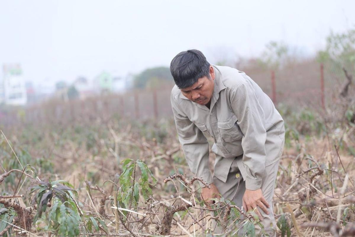 Nghệ nhân hơn 30 năm trồng đào Thất thốn ‘tiến vua’ ở Hà Nội: ‘Chưa bao giờ thời tiết khắc nghiệt đào chết nhiều như năm nay’ Ảnh 9