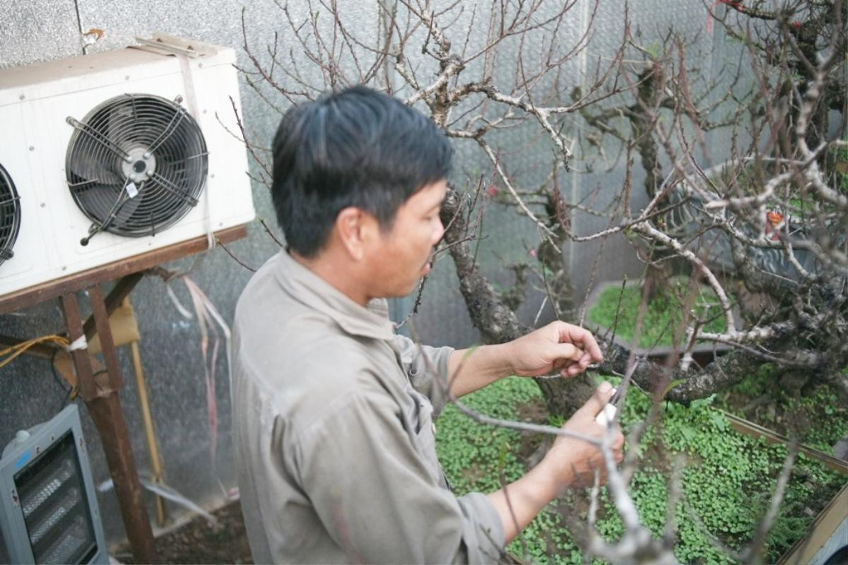 Nghệ nhân hơn 30 năm trồng đào Thất thốn ‘tiến vua’ ở Hà Nội: ‘Chưa bao giờ thời tiết khắc nghiệt đào chết nhiều như năm nay’ Ảnh 5