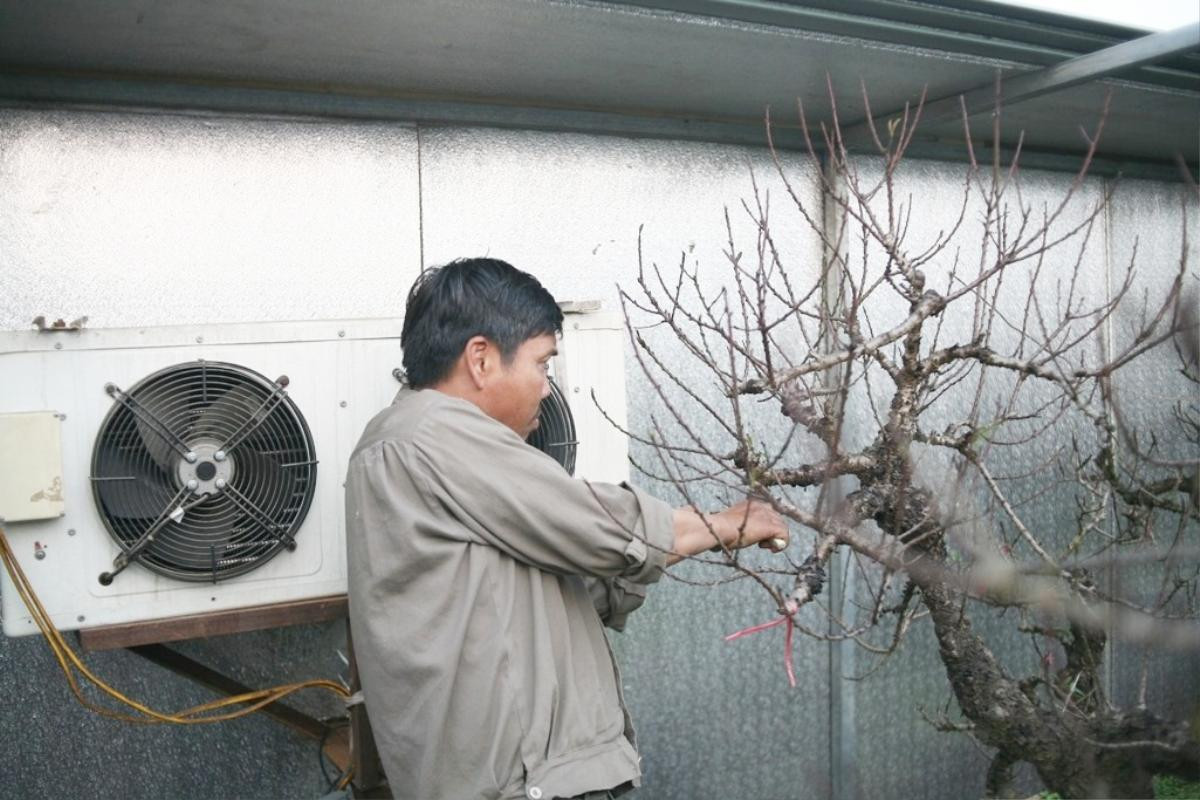 Nghệ nhân hơn 30 năm trồng đào Thất thốn ‘tiến vua’ ở Hà Nội: ‘Chưa bao giờ thời tiết khắc nghiệt đào chết nhiều như năm nay’ Ảnh 4