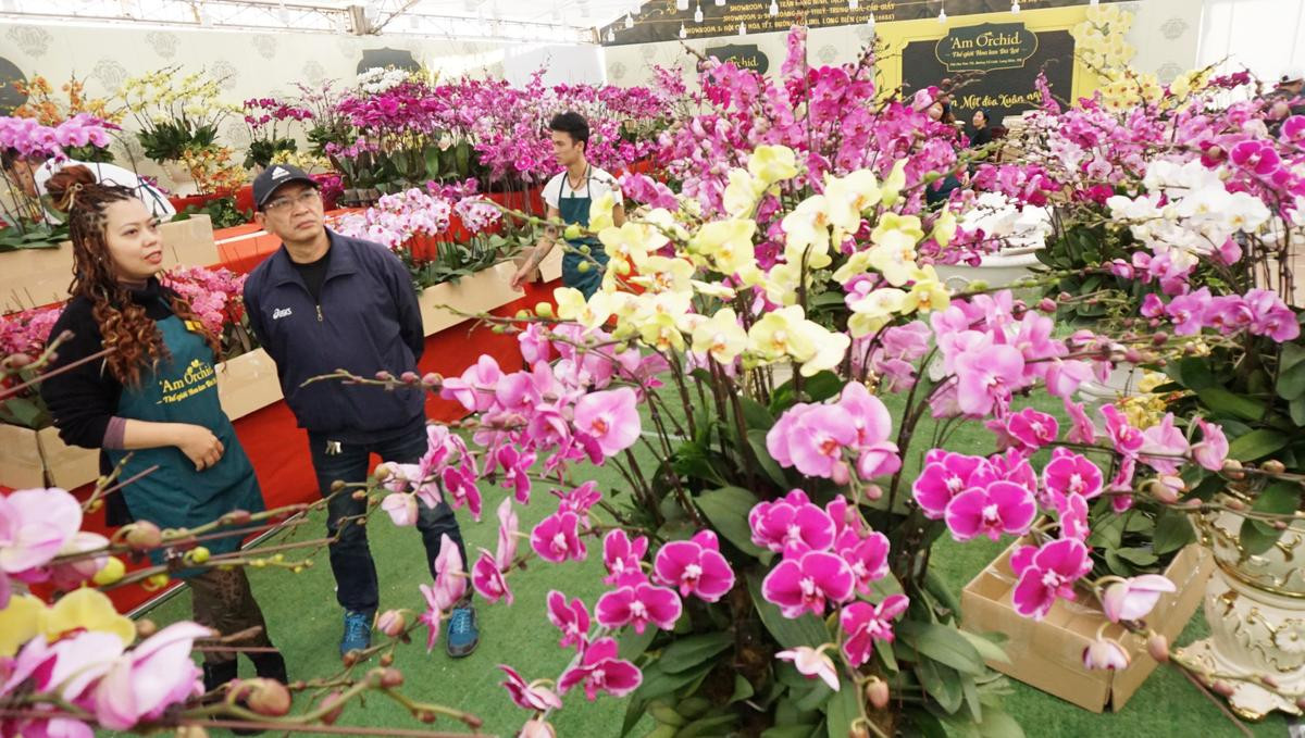 Lan hồ điệp giá hàng chục triệu đồng vẫn hút khách dịp Tết Nguyên đán Canh Tý 2020 Ảnh 1