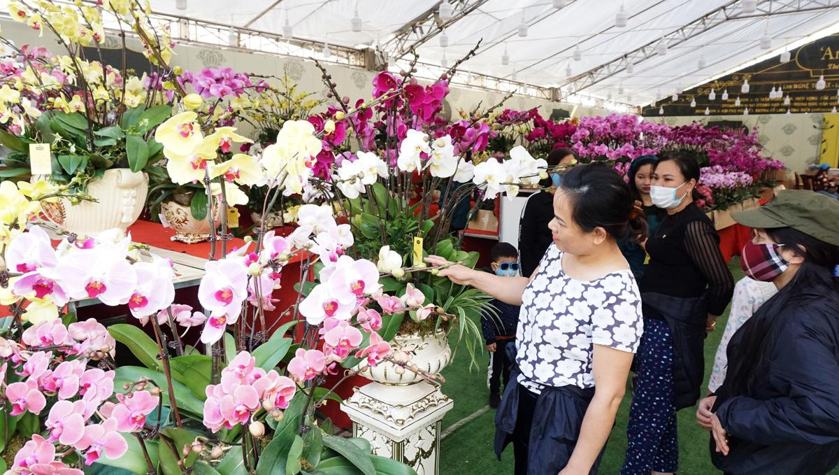 Lan hồ điệp giá hàng chục triệu đồng vẫn hút khách dịp Tết Nguyên đán Canh Tý 2020 Ảnh 2