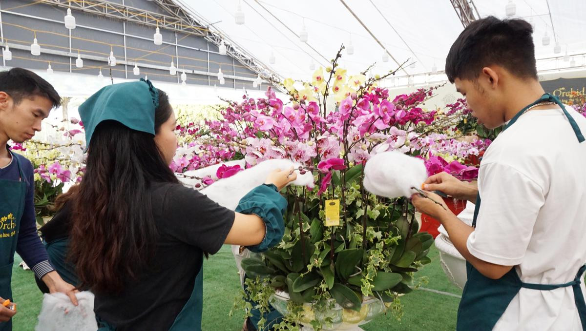 Lan hồ điệp giá hàng chục triệu đồng vẫn hút khách dịp Tết Nguyên đán Canh Tý 2020 Ảnh 18