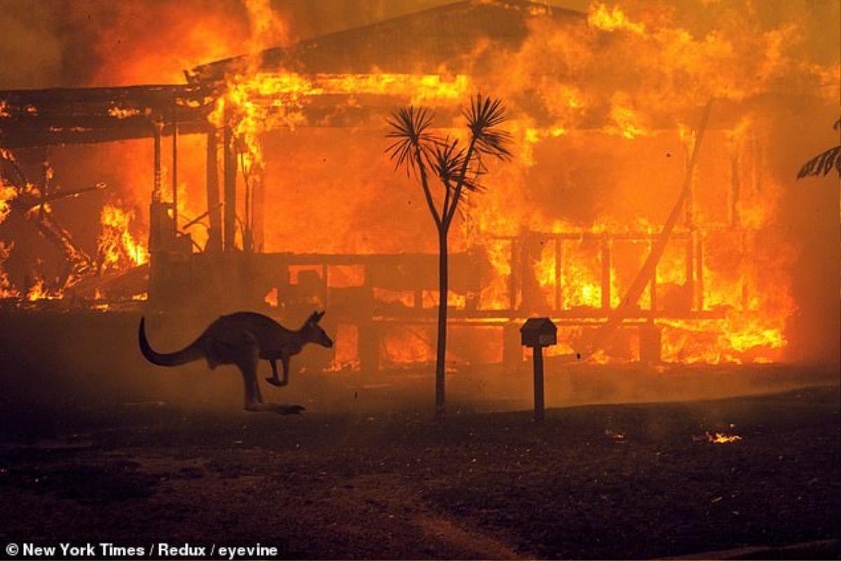 Thảm họa cháy rừng ở Australia: Bầu trời đỏ 'như địa ngục', cả người và động vật chết cháy Ảnh 9