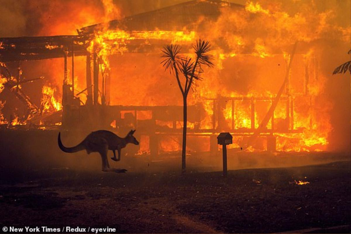 Cháy rừng dữ dội ở Australia, quần thể gấu koala và nhiều loài động vật quý hiếm đối mặt nguy cơ tuyệt chủng Ảnh 2