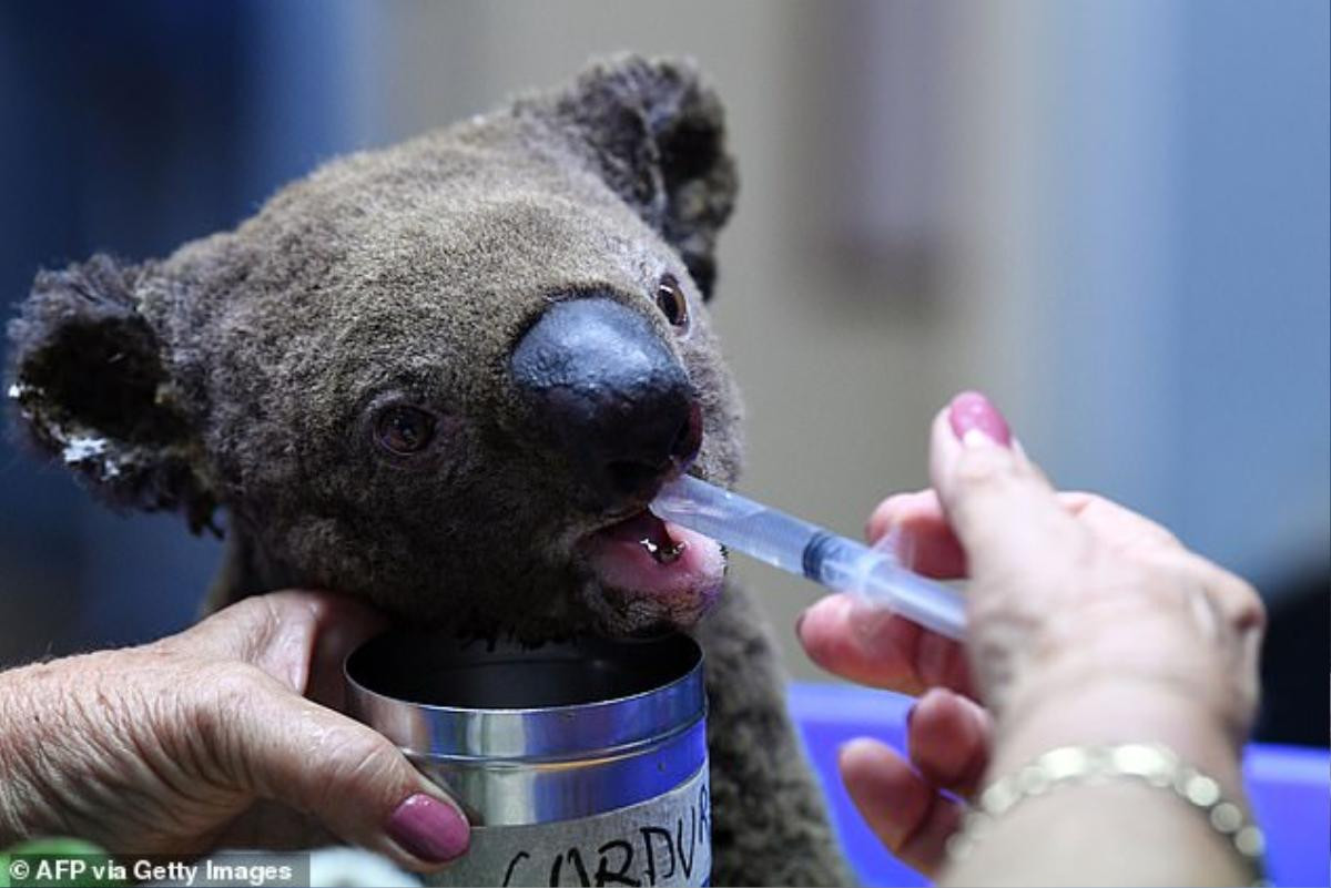 Cháy rừng dữ dội ở Australia, quần thể gấu koala và nhiều loài động vật quý hiếm đối mặt nguy cơ tuyệt chủng Ảnh 4