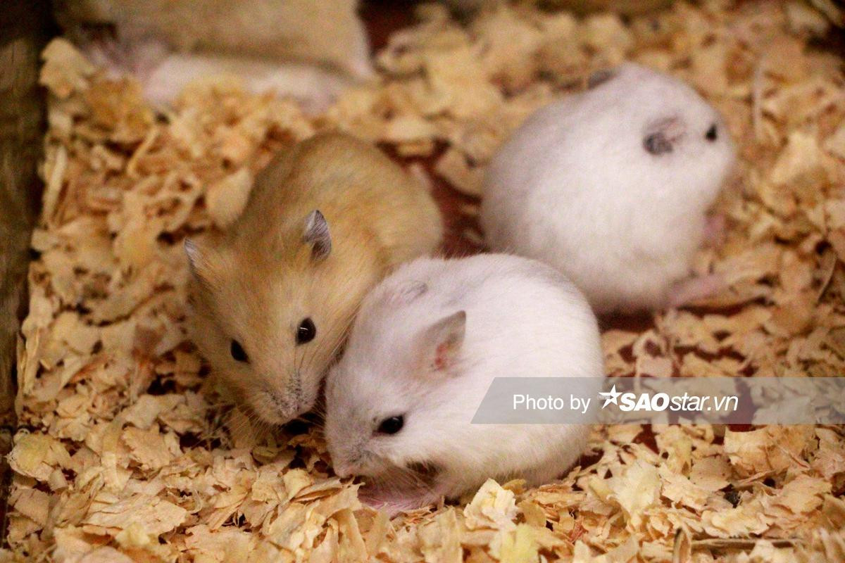 Cận cảnh sắc thái đáng yêu của chuột Hamster được nhiều người săn mua chơi Tết Canh Tý 2020 Ảnh 3