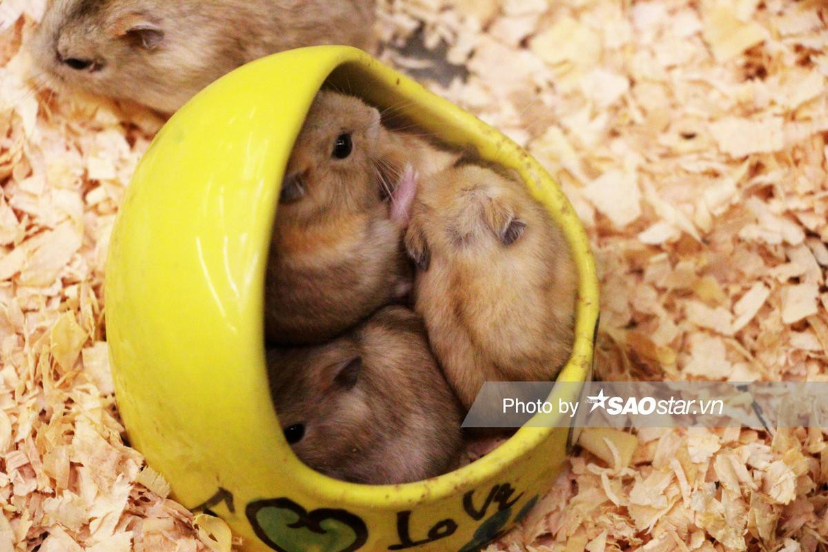 Cận cảnh sắc thái đáng yêu của chuột Hamster được nhiều người săn mua chơi Tết Canh Tý 2020 Ảnh 9