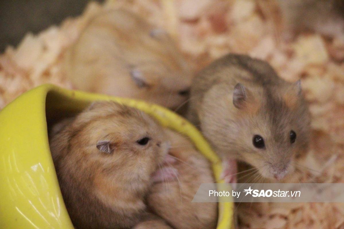 Cận cảnh sắc thái đáng yêu của chuột Hamster được nhiều người săn mua chơi Tết Canh Tý 2020 Ảnh 2