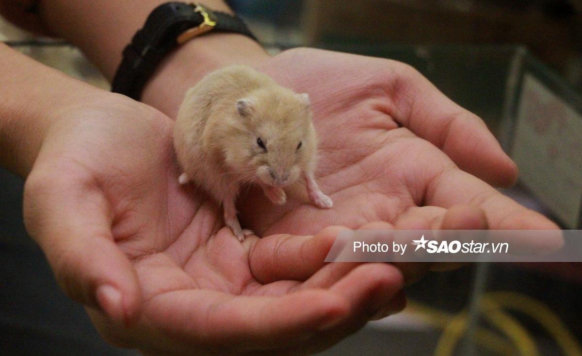 Cận cảnh sắc thái đáng yêu của chuột Hamster được nhiều người săn mua chơi Tết Canh Tý 2020 Ảnh 5