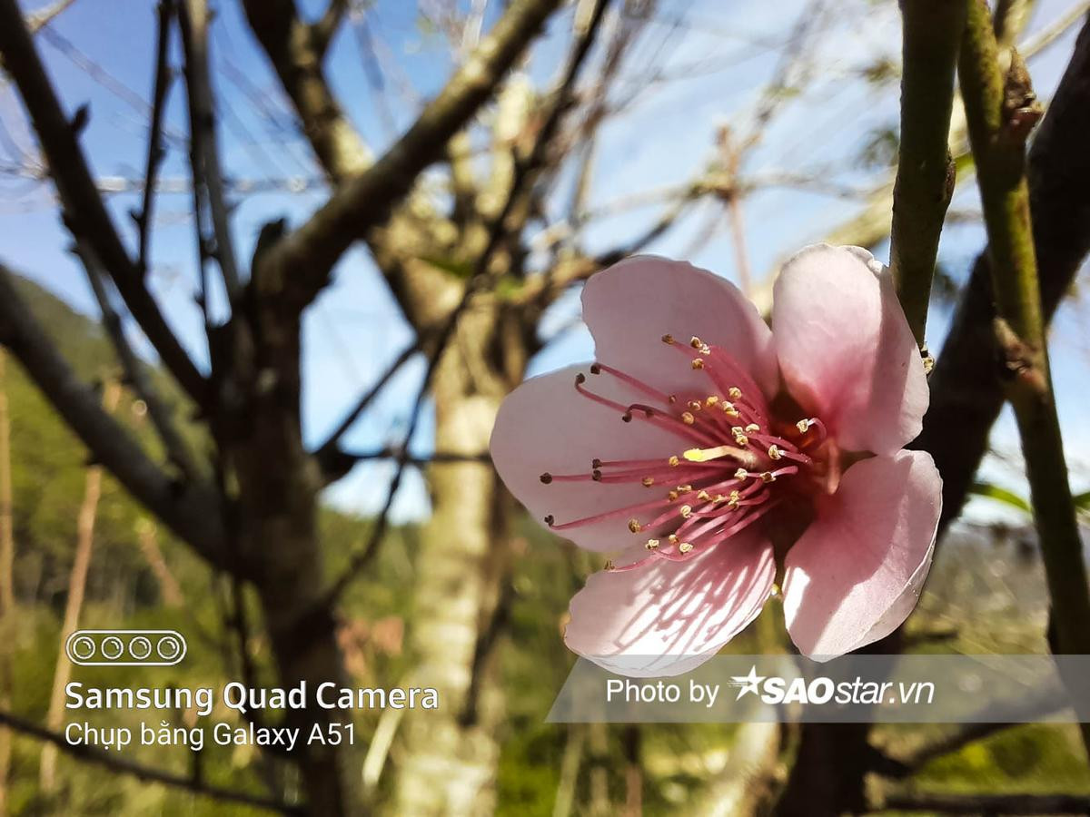 Đánh giá khả năng chụp cận cảnh trên Galaxy A51: Thêm camera macro có gì hay? Ảnh 12