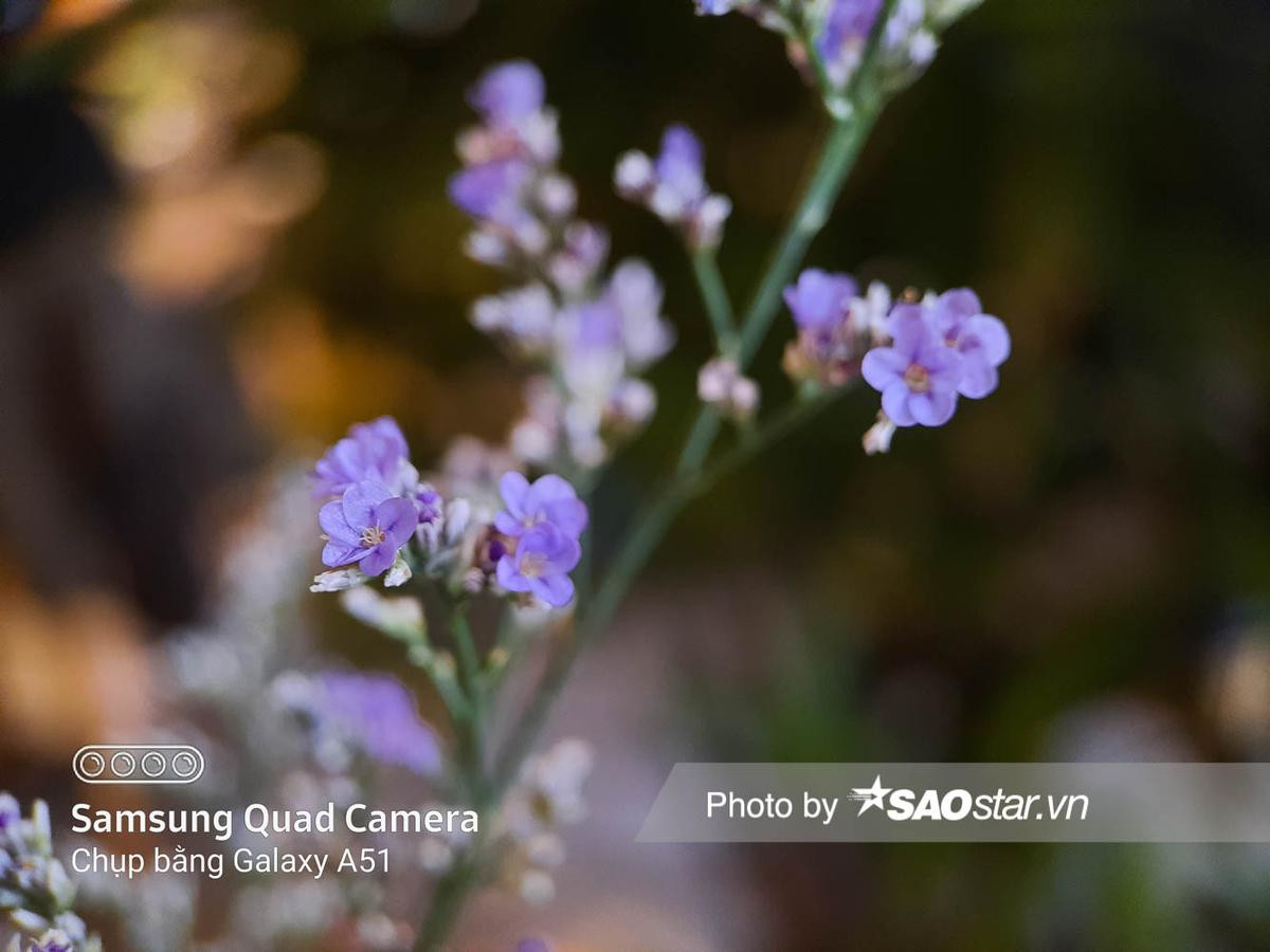 Đánh giá khả năng chụp cận cảnh trên Galaxy A51: Thêm camera macro có gì hay? Ảnh 4