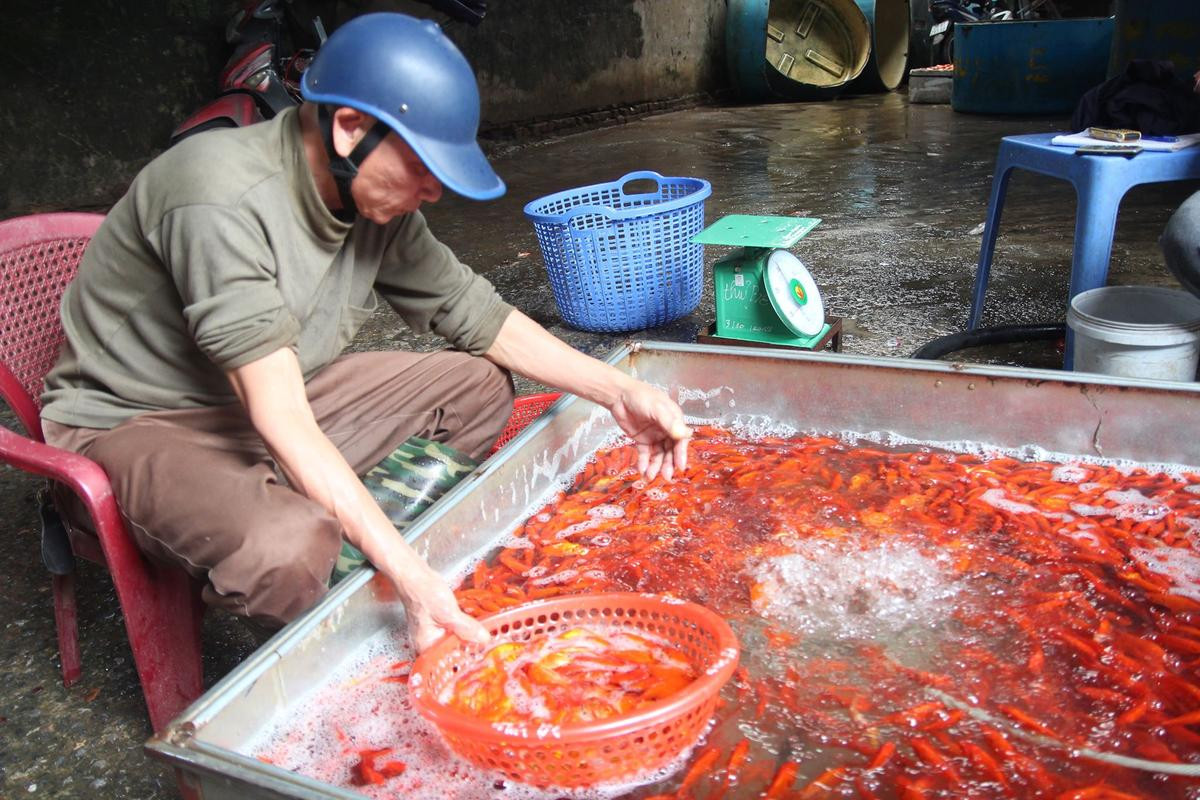 Chợ cá lớn nhất thủ đô đỏ rực trước ngày lễ ông Công ông Táo Ảnh 10