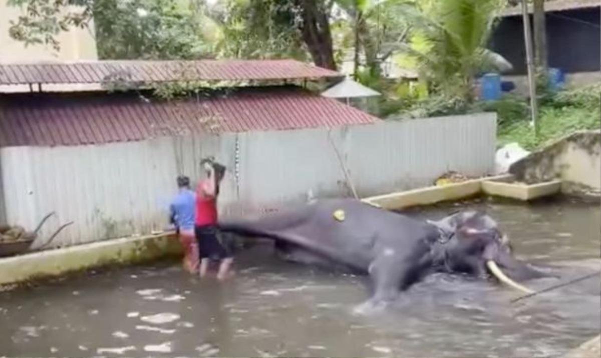 Chú voi đớn đau kêu khóc giữa trận đòn dã man của huấn luyện viên Ảnh 1