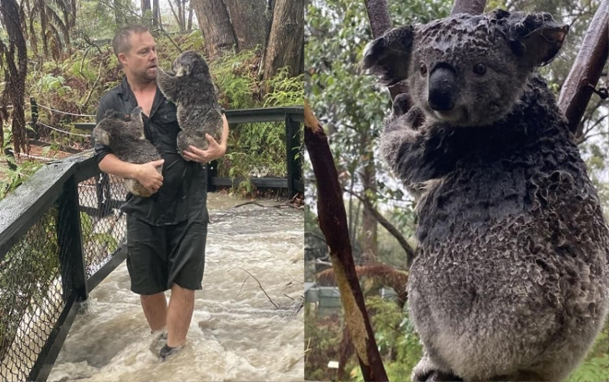 Hết cháy rừng, gấu Koala ở Australia lại đang bị đe dọa bởi lũ lụt Ảnh 1